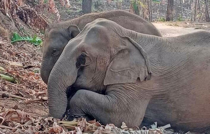 大寶媽媽毒死後，象寶寶伴屍多時不願離開。（「Save Elephant Foundation」專頁圖片）