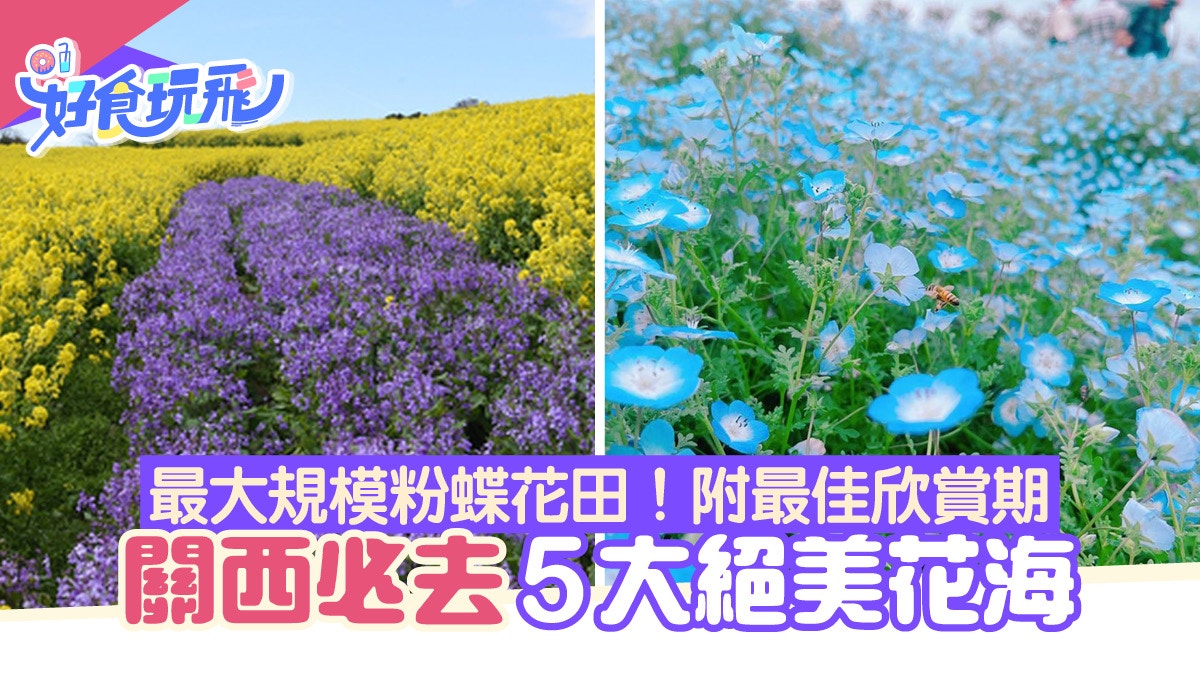 日本關西必去5大絕美花海粉蝶花罌粟花紫藤花上億朵任你打卡