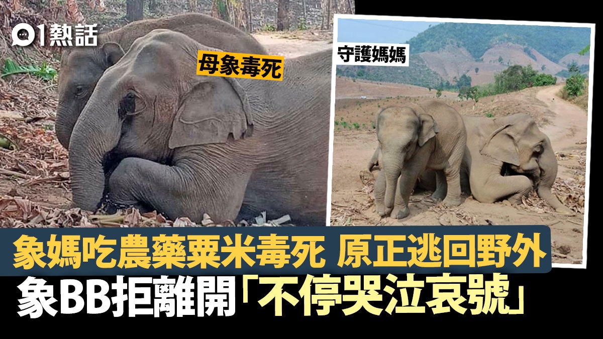 母象誤吃農藥粟米毒死象bb守護媽媽屍體拒離開背後故事更悲傷 母象誤吃農藥粟米毒死象bb守護媽媽屍體拒離開背後故事更悲傷