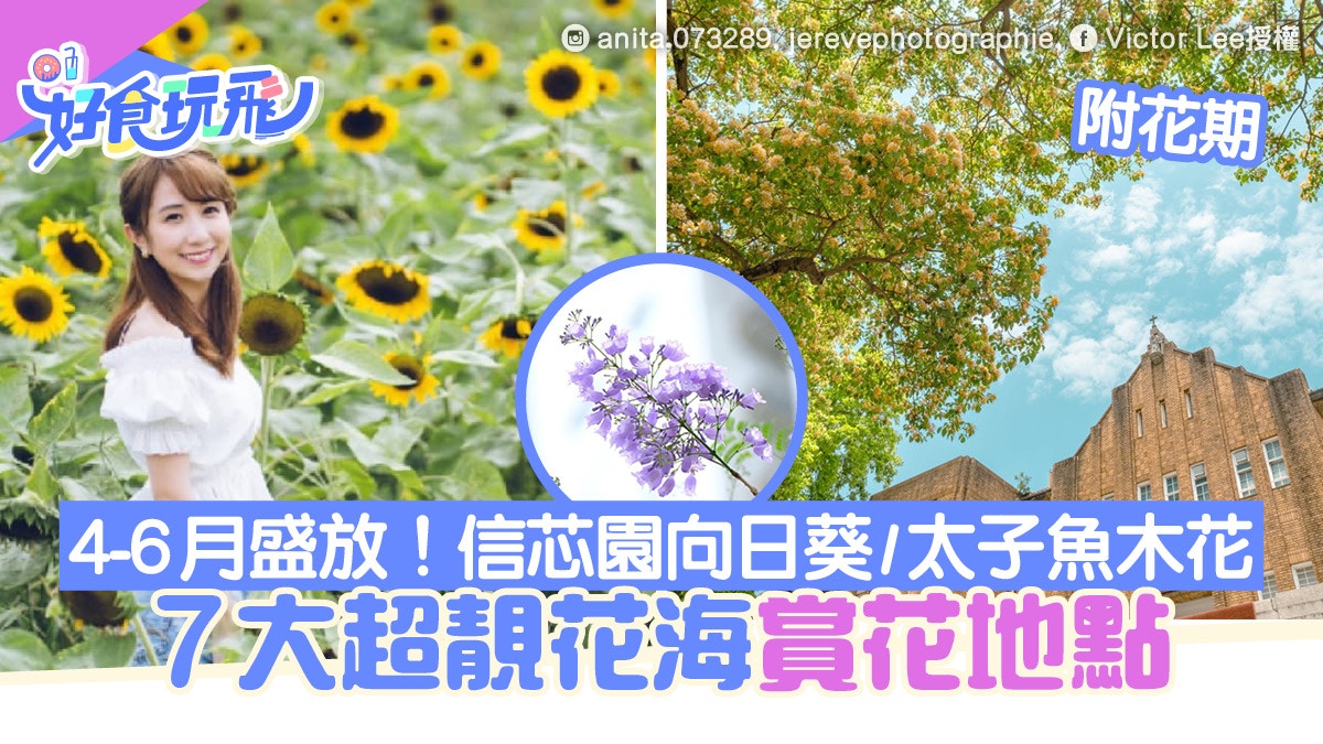 香港賞花好去處22 7大夏天花海花期 地點交通必去信芯園向日葵