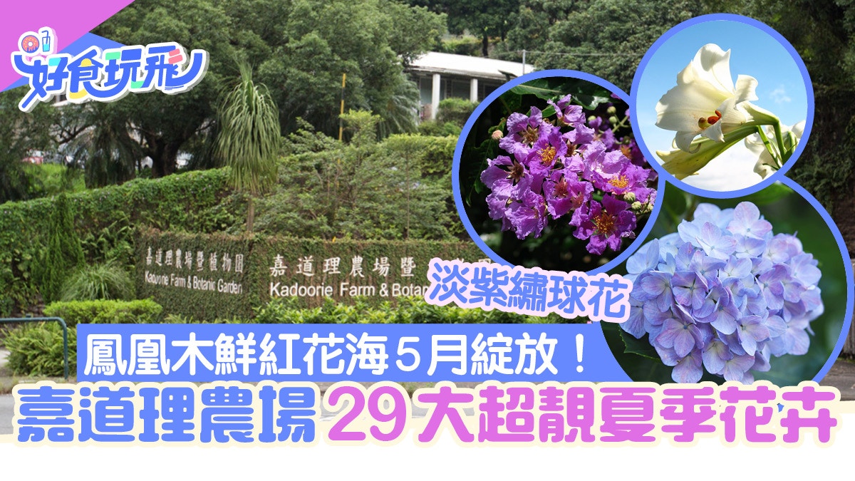 嘉道理農場29大夏季花卉繡球花 鳳凰木相繼綻放 附交通詳情