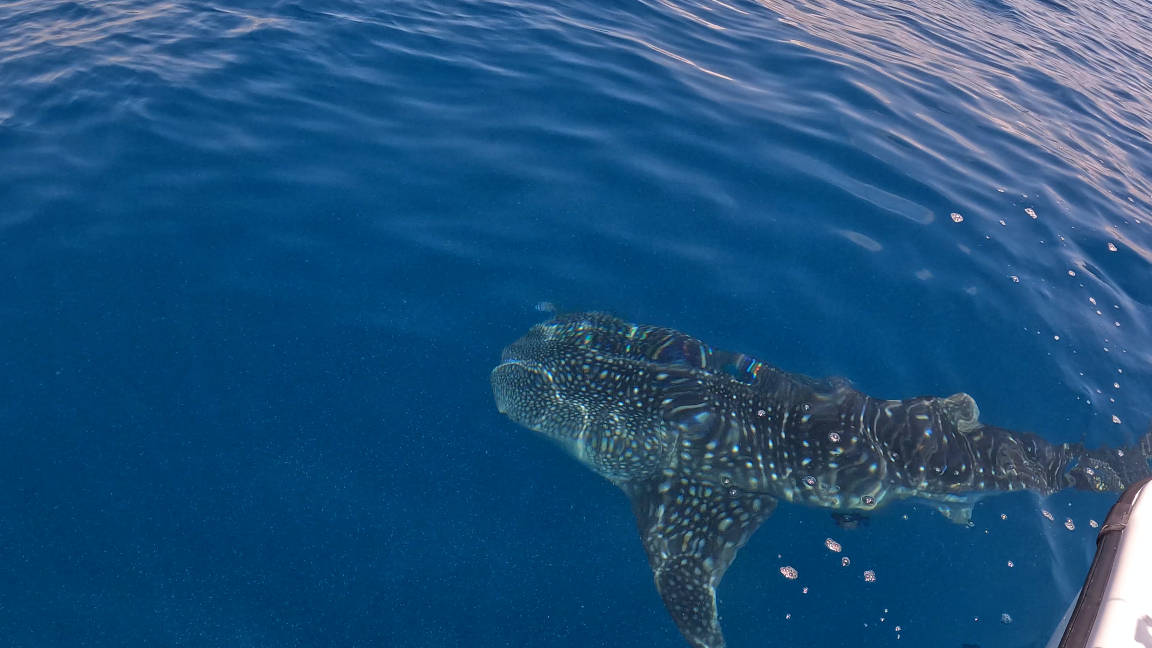 有片｜瀕危鯨鯊再現香港果洲群島游弋專家料隨黑潮支流來港