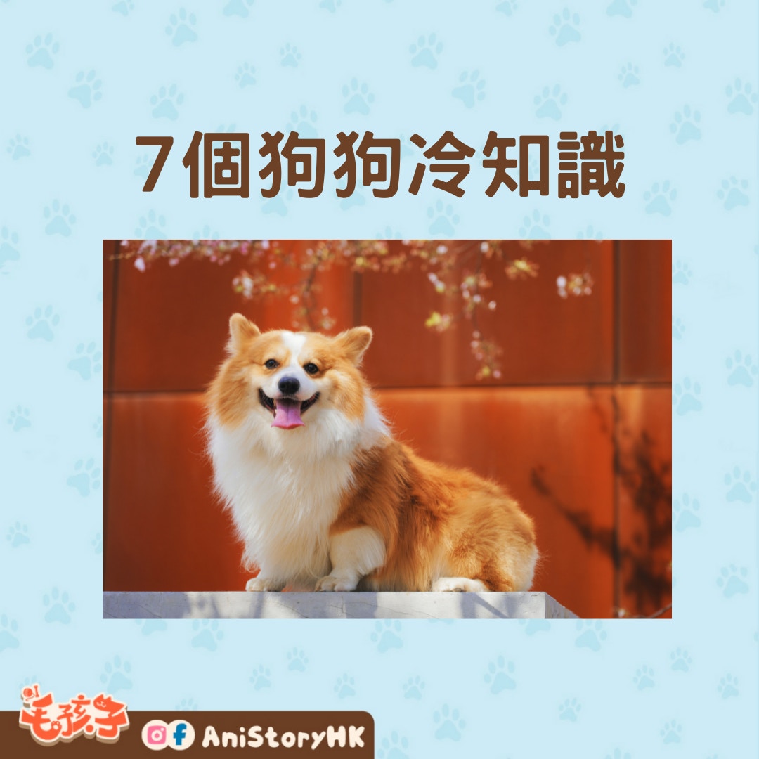 狗狗冷知識（01製圖,圖:Alvan Nee /unsplash）