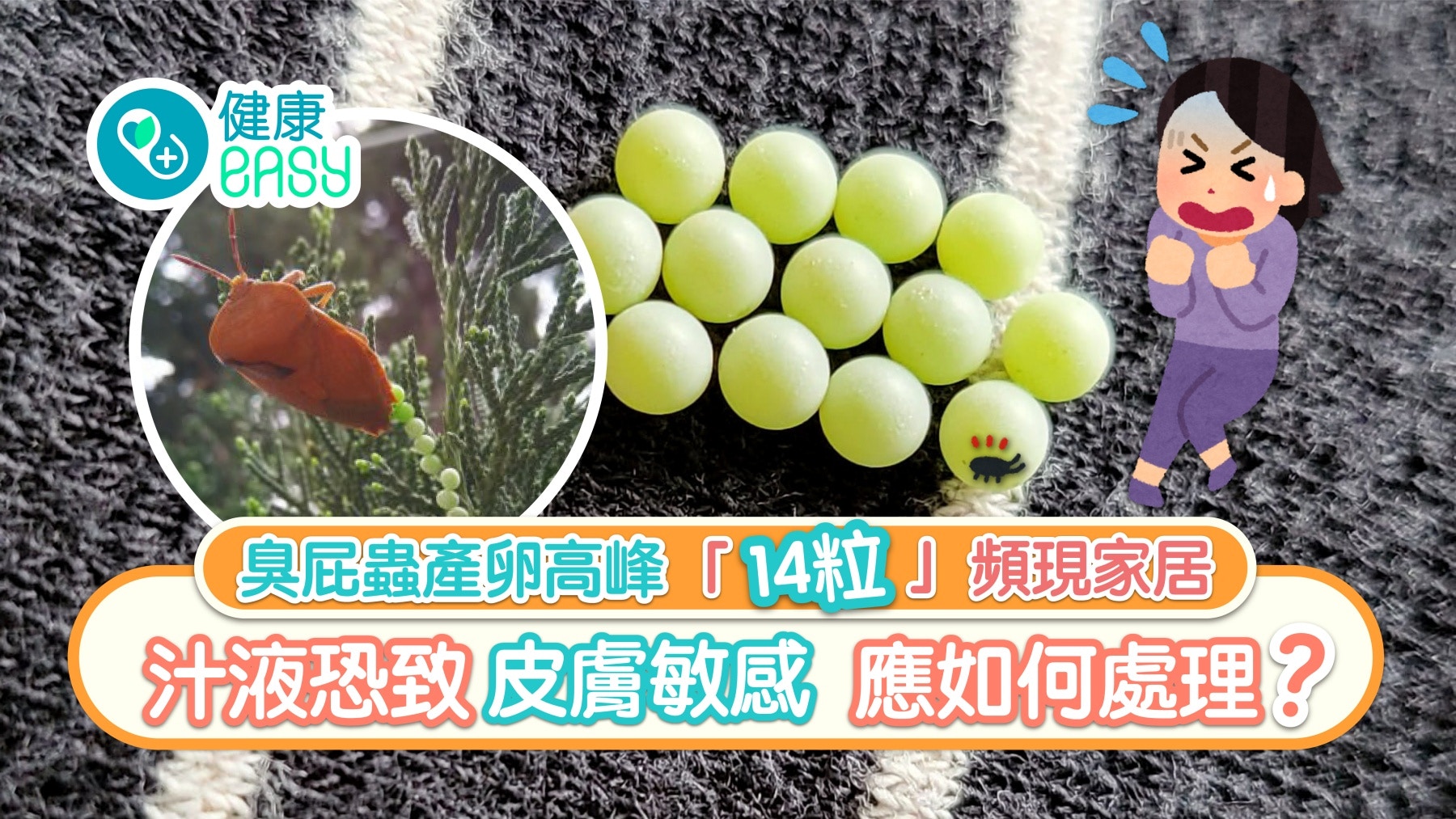 臭屁蟲「14粒」蟲卵現家居  汁液恐致皮膚敏感 應如何正確處理？