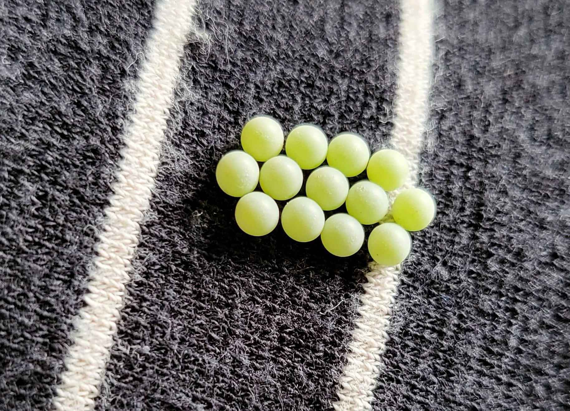 臭屁蟲每次必定產下大約13-14粒蟲卵。（資料圖片）
