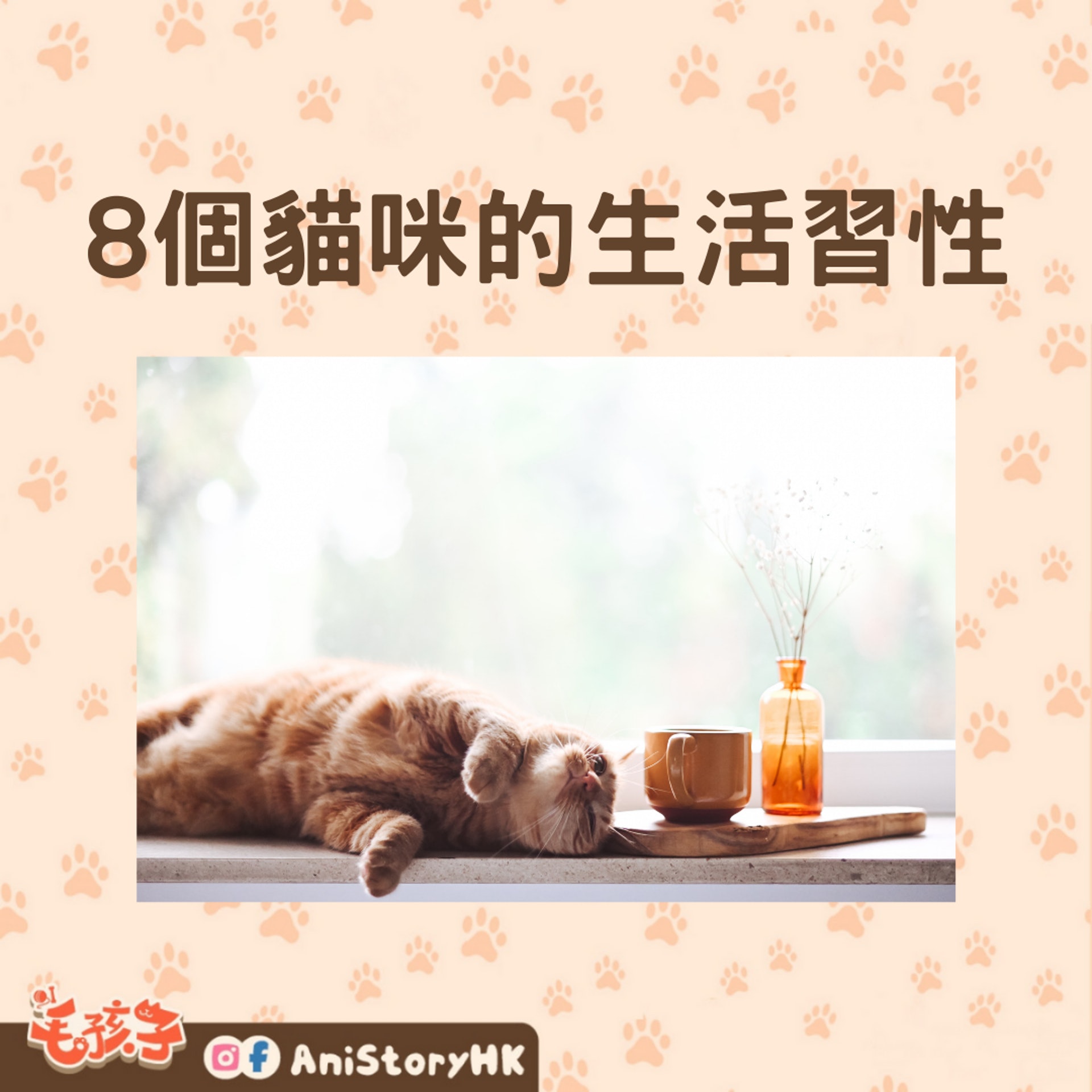 貓咪的生活習性(01製圖,圖: Gaelle Marcel/unsplash) 貓咪的生活習性(01製圖,圖: Gaelle Marcel/unsplash)