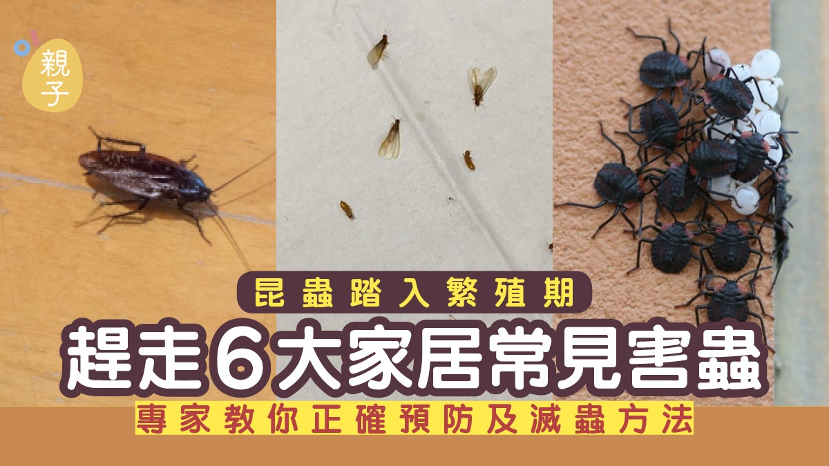 昆蟲繁殖期臭屁蟲、白蟻等六大害蟲入侵 專家教預防及滅蟲方法 昆蟲繁殖期臭屁蟲、白蟻等六大害蟲入侵 專家教預防及滅蟲方法