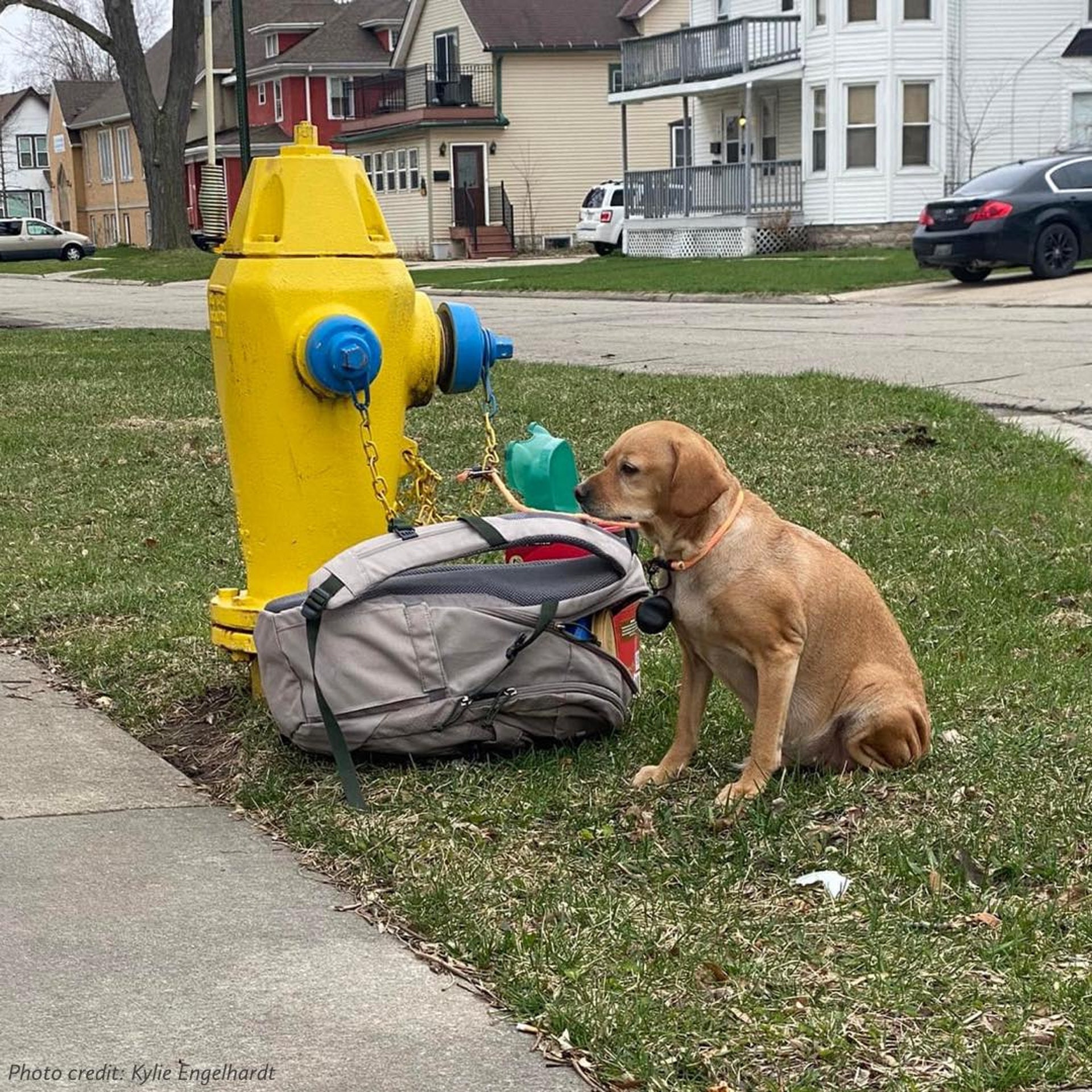 A dog in the United States was abandoned by its owner tied to a fire hydrant. The photos broke the hearts of netizens. ("Green Bay Campus - Wisconsin Humane Society" fb photo / "Kylie Rose Engelhardt" fb photo)