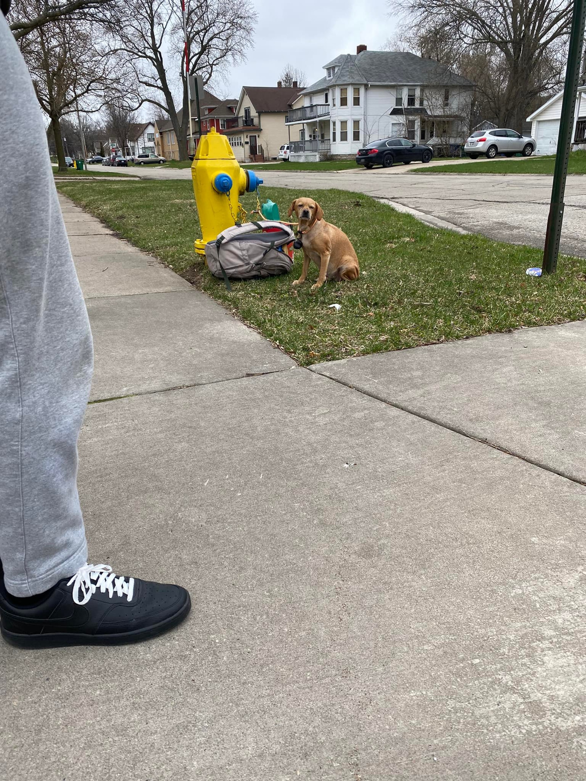 A dog in the United States was abandoned by its owner tied to a fire hydrant. The photos broke the hearts of netizens. ("Green Bay Campus - Wisconsin Humane Society" fb photo / "Kylie Rose Engelhardt" fb photo)