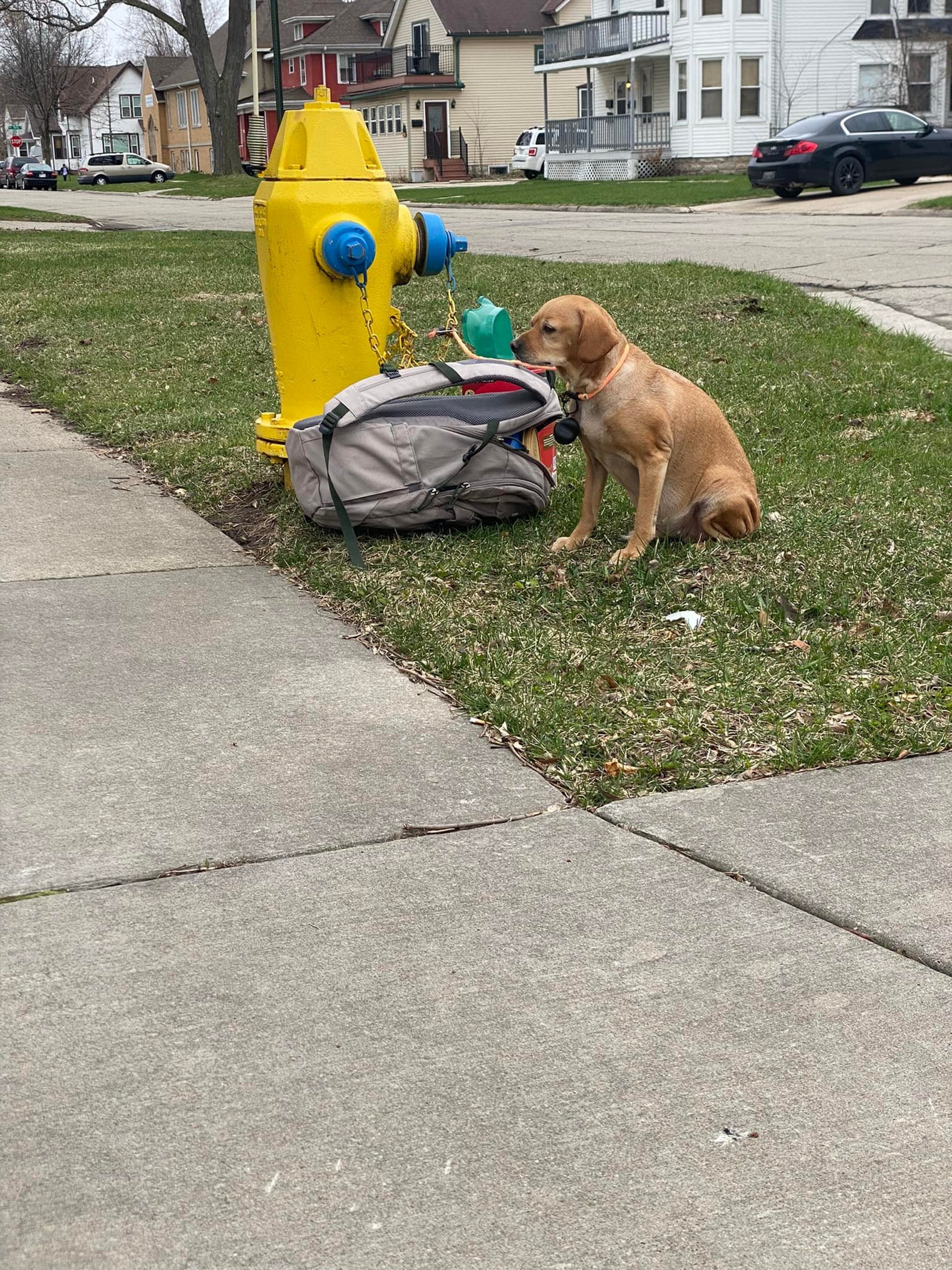A dog in the United States was abandoned by its owner tied to a fire hydrant. The photos broke the hearts of netizens.  ("Green Bay Campus - Wisconsin Humane Society" fb photo / "Kylie Rose Engelhardt" fb photo)
