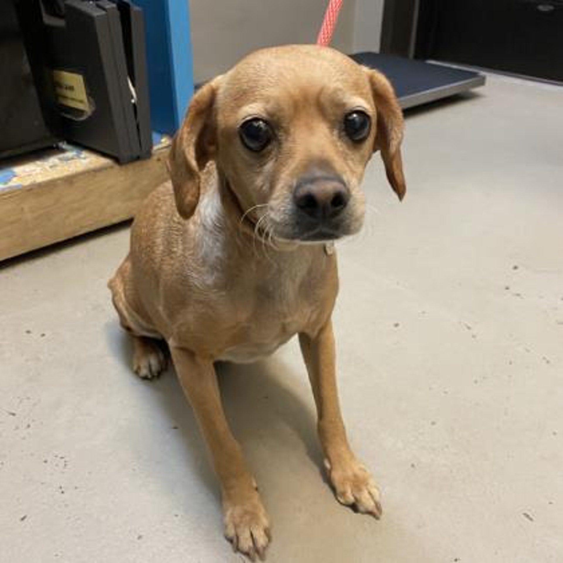 The dog is now waiting for its owner to take it back, but the organization is also looking for a new home for it.  (Wisconsin Humane Society photo)