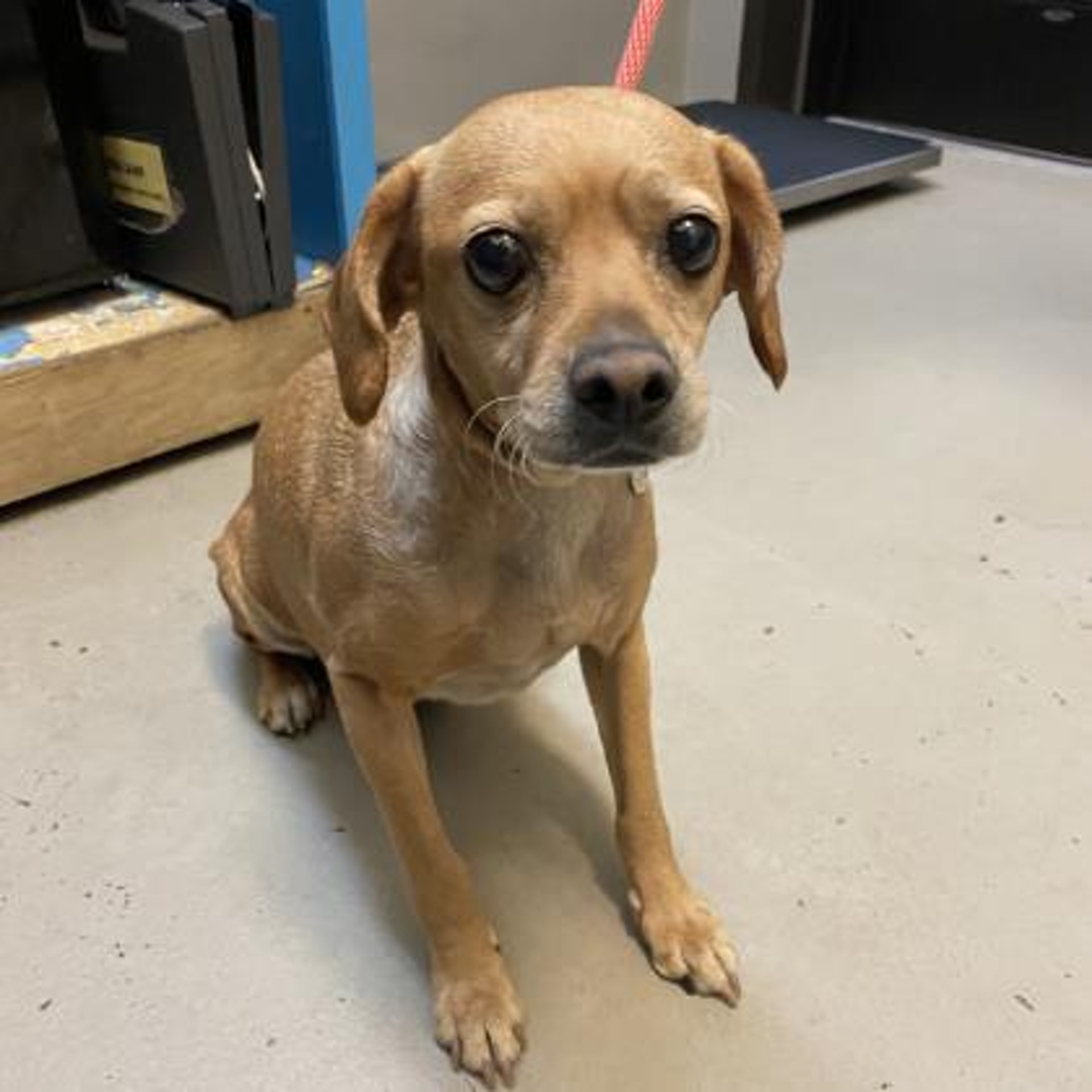 The dog is now waiting for its owner to take it back, but the organization is also looking for a new home for it. (Wisconsin Humane Society photo) The dog is now waiting for its owner to take it back, but the organization is also looking for a new home for it. (Wisconsin Humane Society photo)