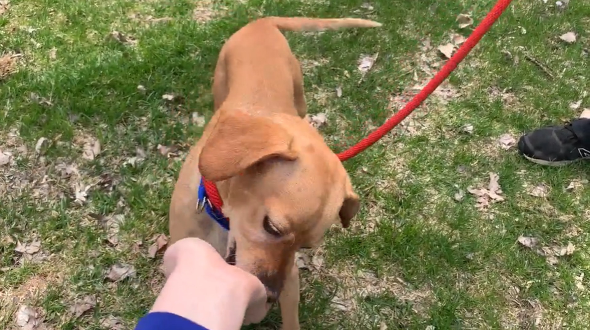 The dog is now at the shelter, and the agency is looking for a new family. (Screenshot from WYMJTV) The dog is now at the shelter, and the agency is looking for a new family. (Screenshot from WYMJTV)