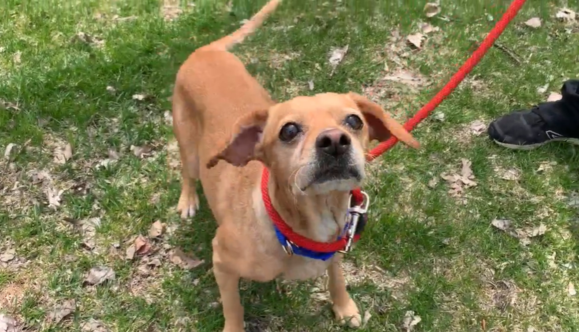 The dog is now at the shelter, and the agency is looking for a new family. (Screenshot from WYMJTV) The dog is now at the shelter, and the agency is looking for a new family. (Screenshot from WYMJTV)