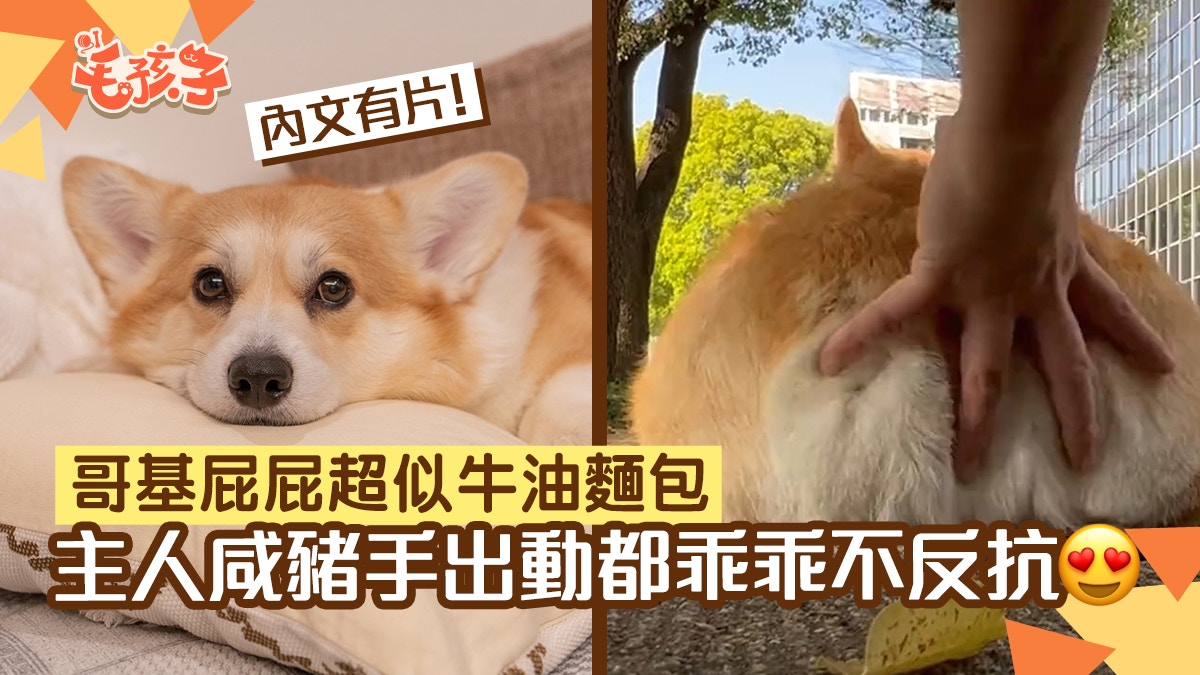 哥基屁屁酷似鬆軟牛油麵包　主人揉捏不反抗　網民：看起來超好吃