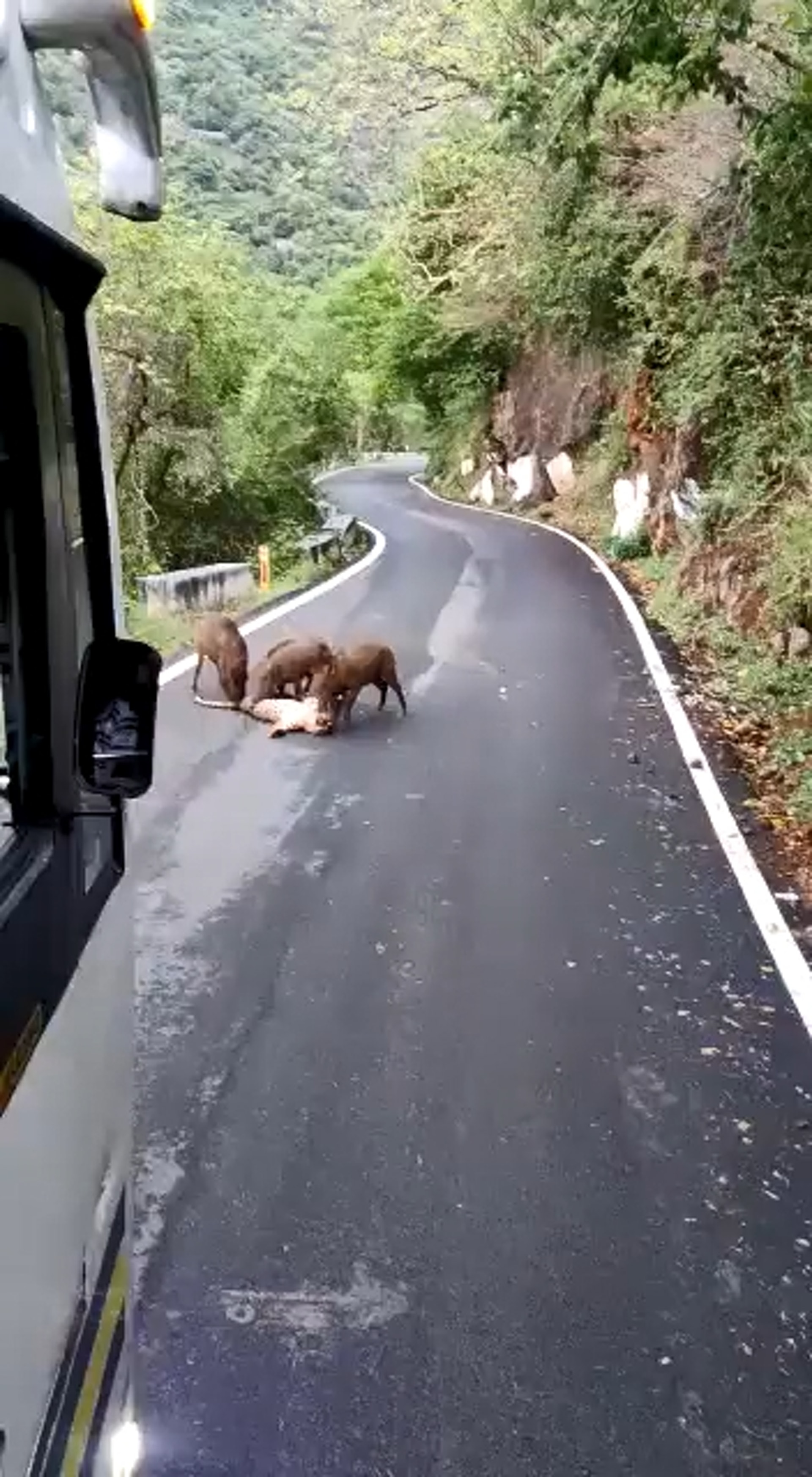 有旅客上傳3隻野豬啃食獵豹的影片,不少人以為是野豬捕食獵豹。(Twitter影片截圖) 有旅客上傳3隻野豬啃食獵豹的影片,不少人以為是野豬捕食獵豹。(Twitter影片截圖)
