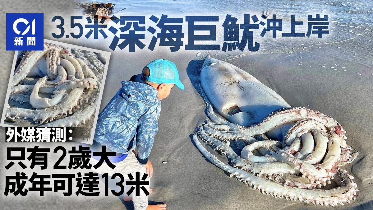巨型海怪沖上岸 南非驚現3.5米深海巨魷 長至最長可達13米 巨型海怪沖上岸 南非驚現3.5米深海巨魷 長至最長可達13米