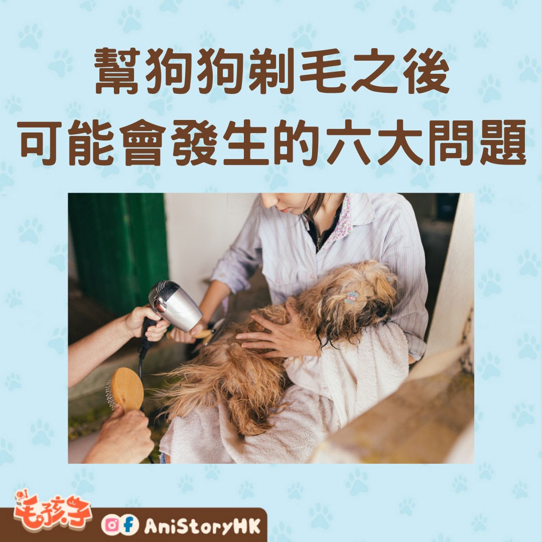 幫狗狗剃毛之後可能會發生的六大問題（01製圖,圖:J. Balla Photography /unsplash）