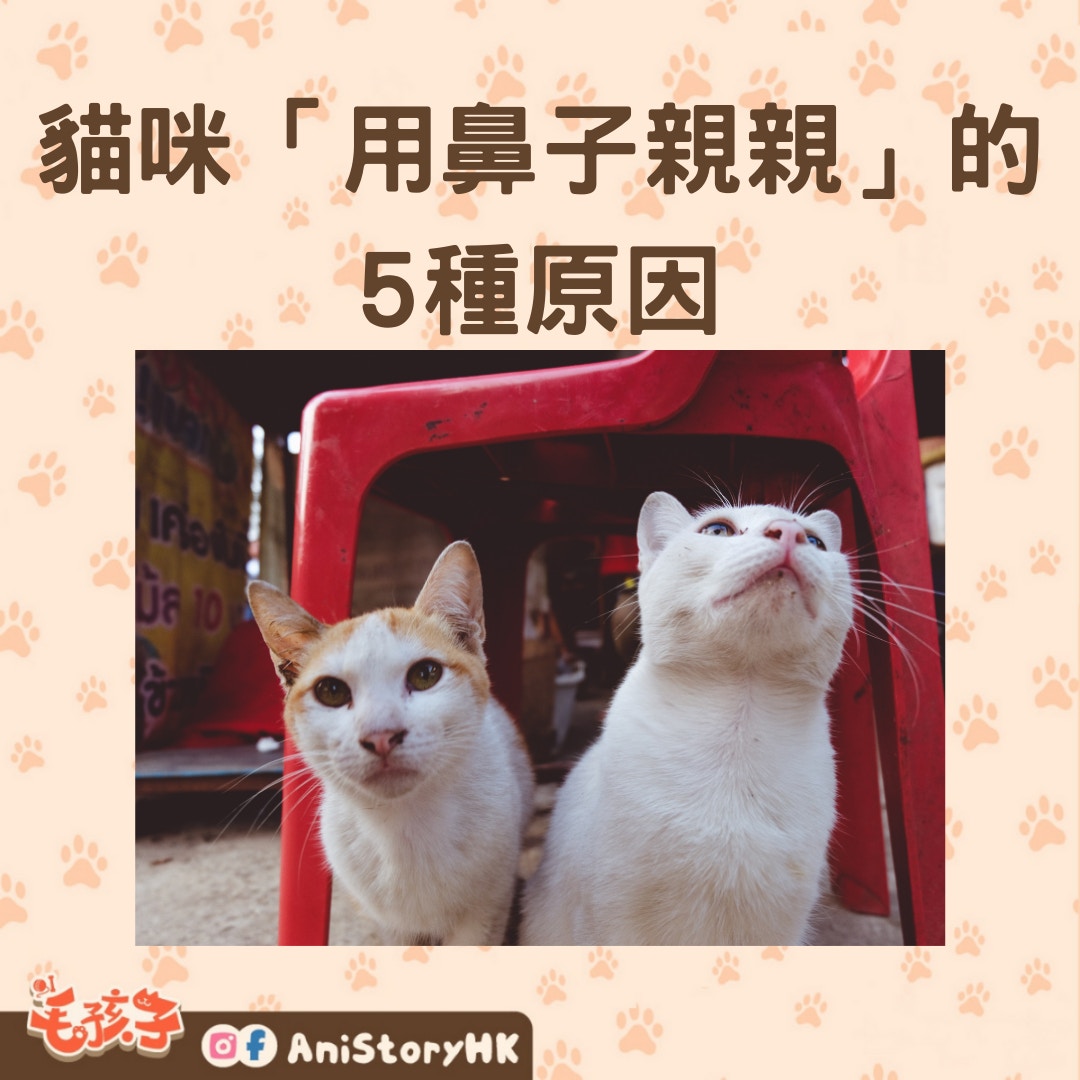 貓咪「用鼻子親親」的5種原因（01製圖,圖: Gena Okami/unsplash）