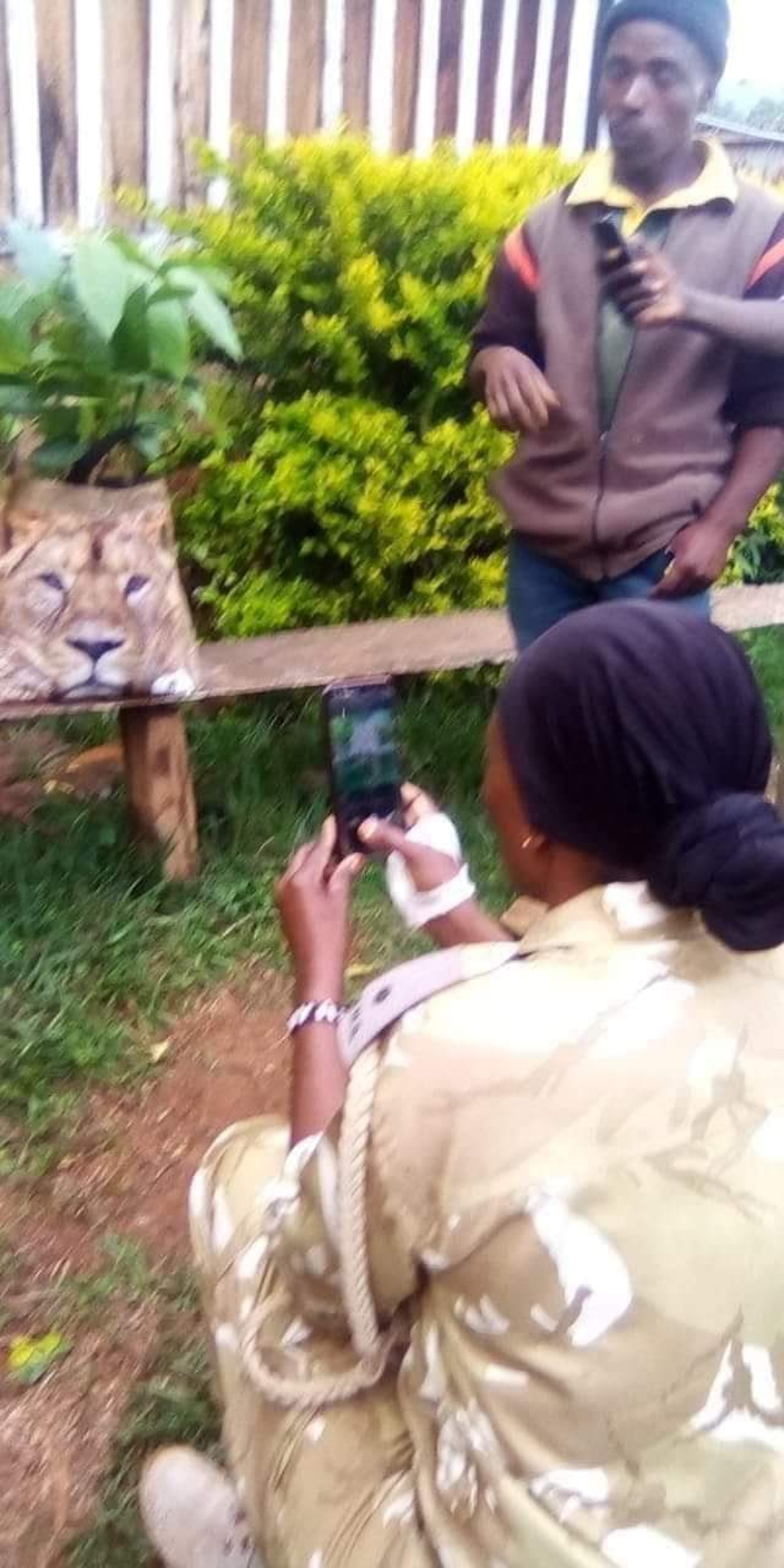 獅子真身原來是購物袋,現場緊張氣氛立即變得輕鬆爆笑。(Kenya Wildlife Service@kwskenya/Twitter ) 獅子真身原來是購物袋,現場緊張氣氛立即變得輕鬆爆笑。(Kenya Wildlife Service@kwskenya/Twitter )