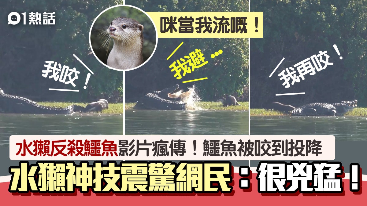 水獺反殺鱷魚影片瘋傳!水獺連環咬+神反應 鱷魚被咬到崩潰投降 水獺反殺鱷魚影片瘋傳!水獺連環咬+神反應 鱷魚被咬到崩潰投降