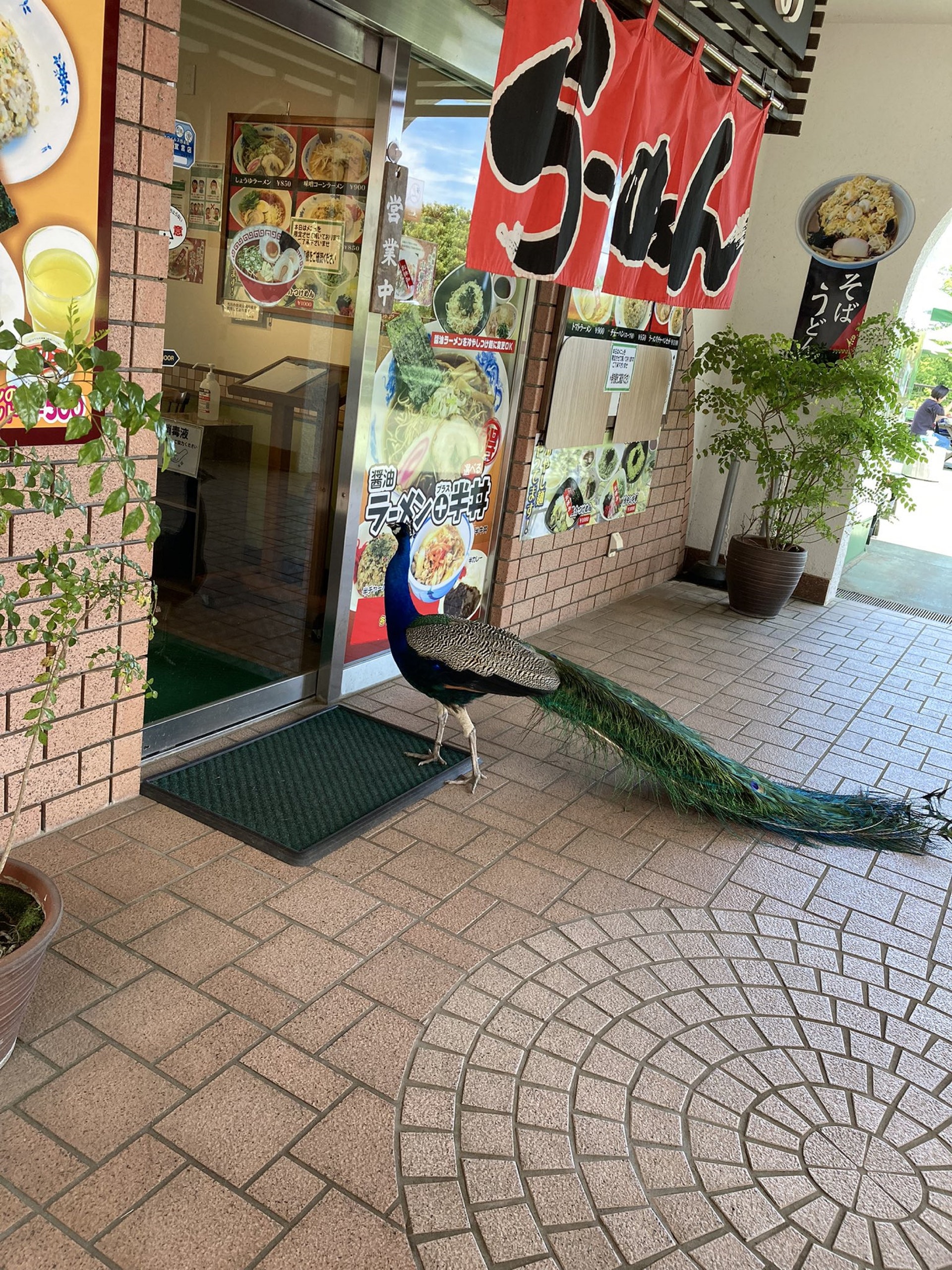 樓主在Twitter分享圖片指,1隻孔雀站在拉麵店門外,似想要進去,笑言「想去食拉麵的孔雀」。(「peeroopee」Twitter圖片) 樓主在Twitter分享圖片指,1隻孔雀站在拉麵店門外,似想要進去,笑言「想去食拉麵的孔雀」。(「peeroopee」Twitter圖片)