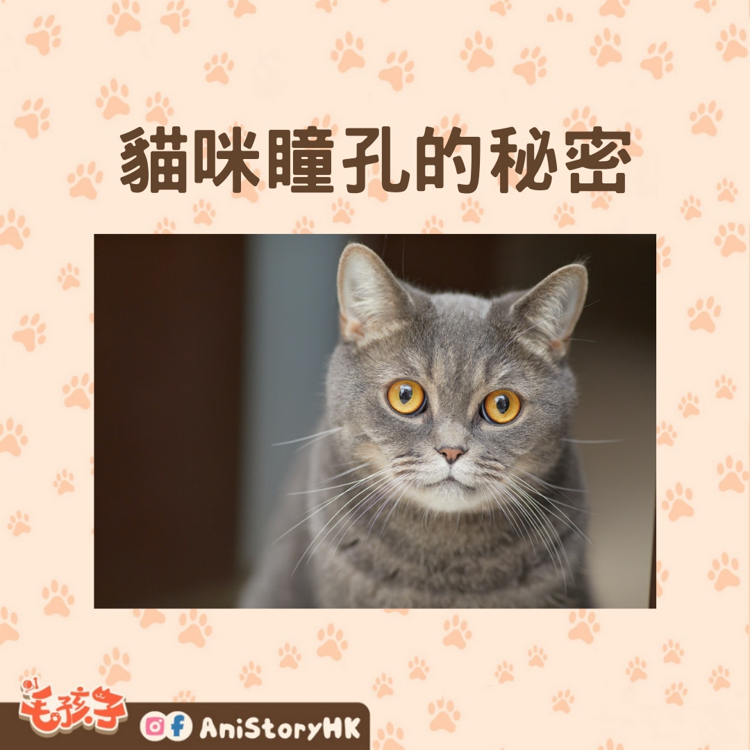 貓咪瞳孔的秘密（01製圖,圖: Tengyart/unsplash）