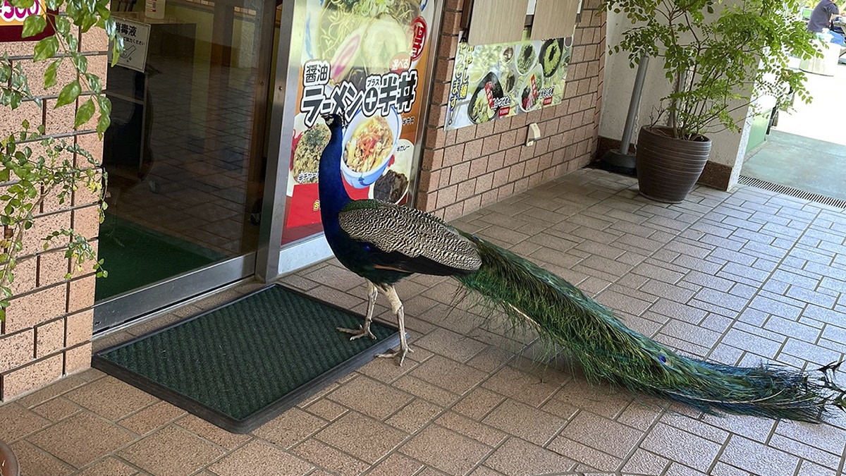 孔雀出動！日本拉麵店前驚現超美孔雀網民起哄爆笑：摸門釘？