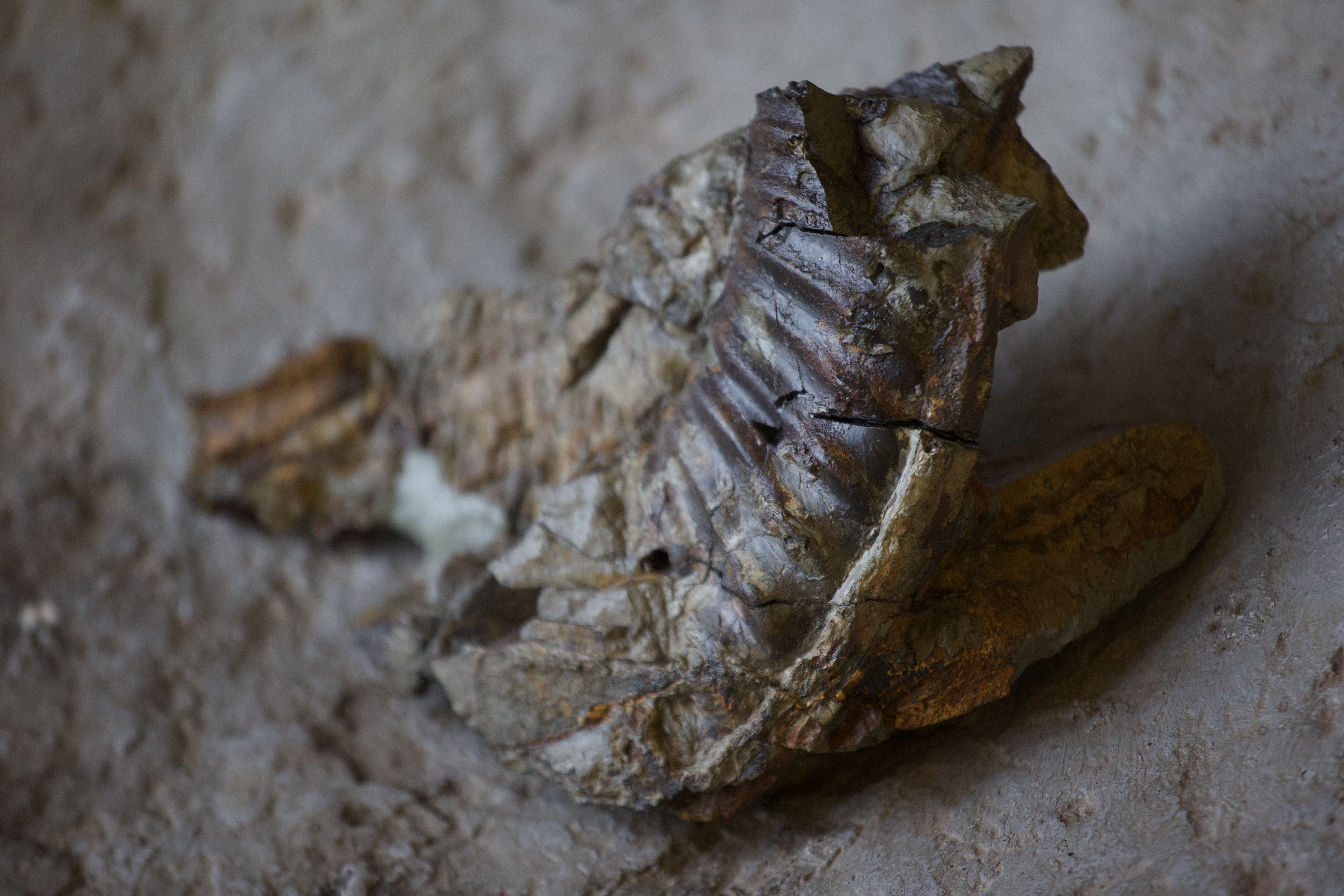 The first discovery of large ammonite fossils and trace fossils in Hong