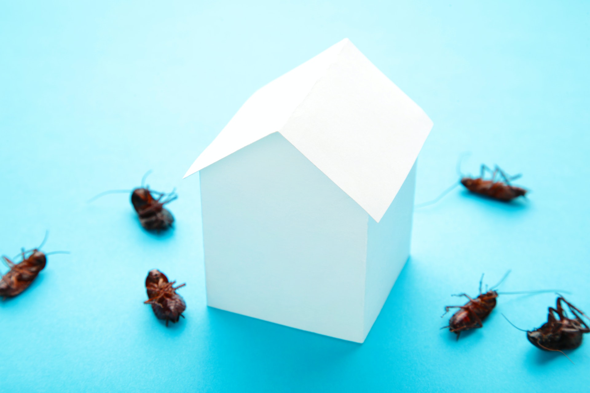 本文將為大家盤點６大老是常出現的家居害蟲，並提供針對該害蟲的防治方法 (圖片:ShutterStock)