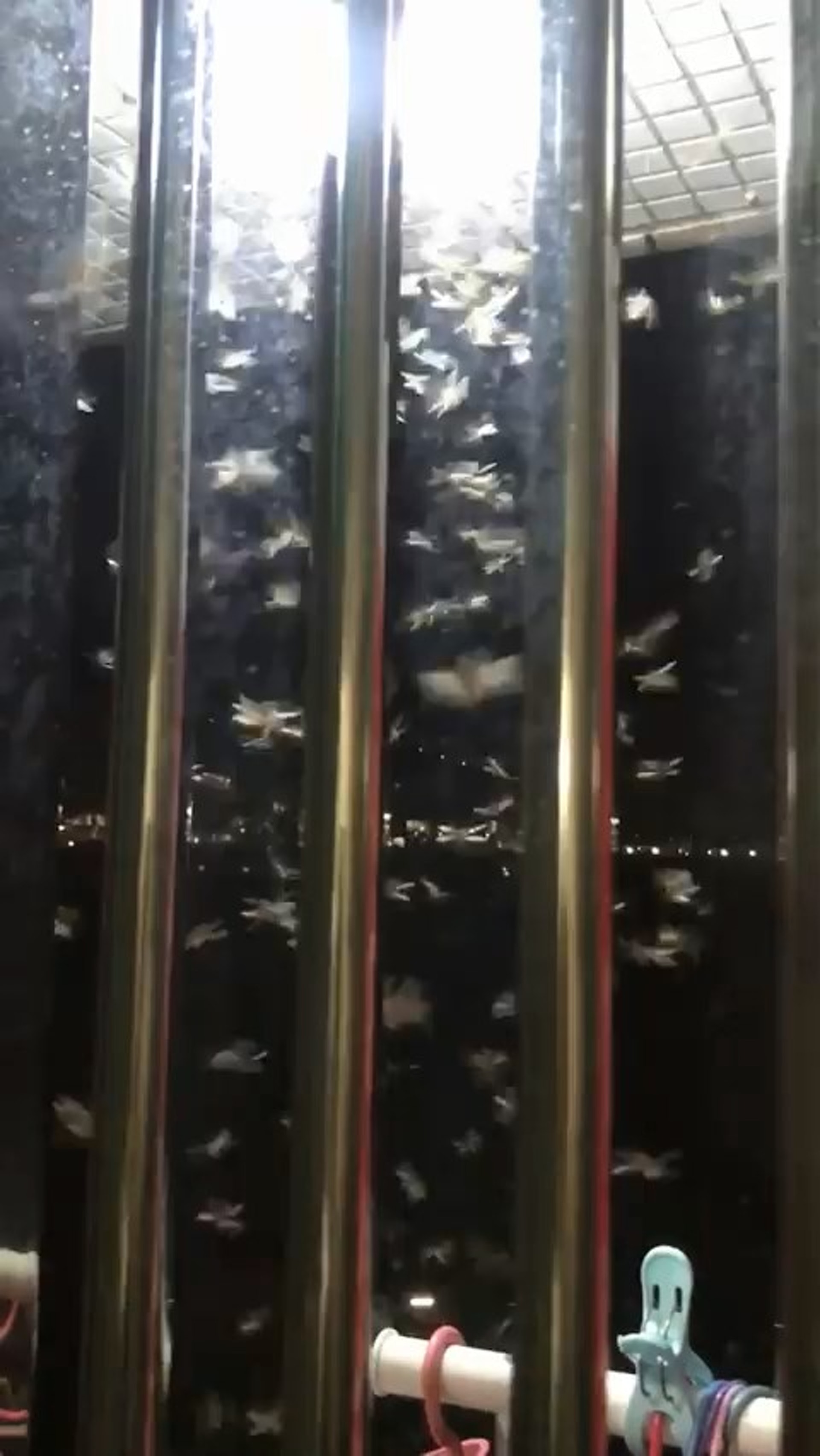 有大埔汀角村村民昨晚目睹有飛蟻在露台成群出現。(網民Kayu Hui圖片) 有大埔汀角村村民昨晚目睹有飛蟻在露台成群出現。(網民Kayu Hui圖片)