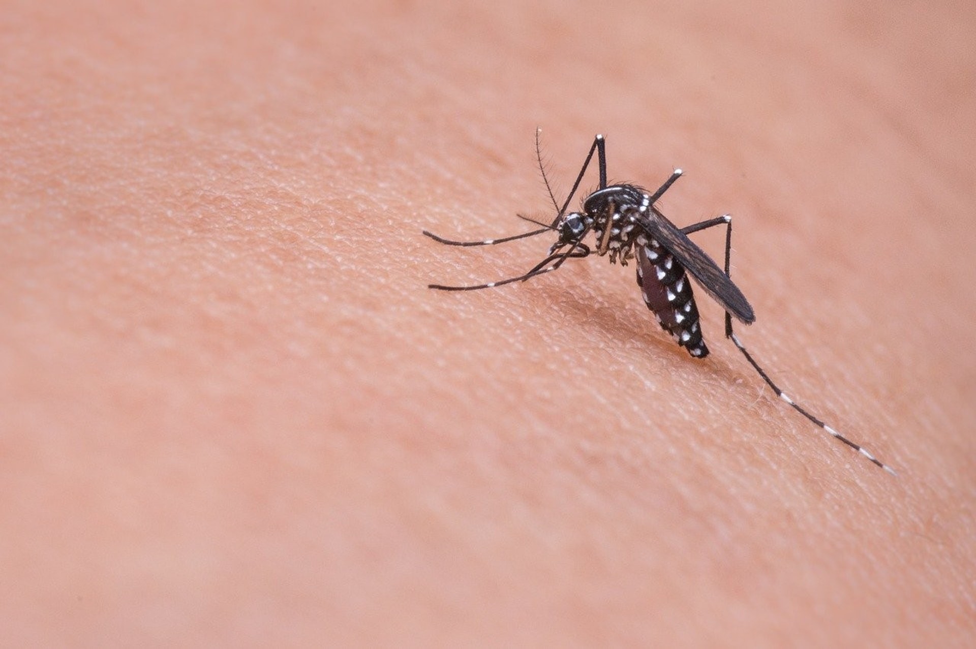 尤其在炎夏晚上，不時會有蚊子在耳邊嗡嗡叫、被叮咬後又會感到無比搔癢 (圖片: FreePik)