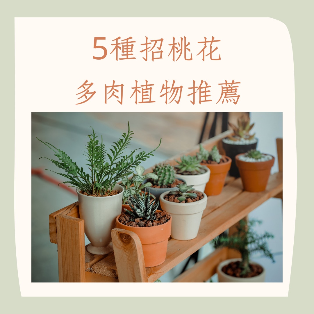 5種招桃花多肉植物推薦（01製圖）