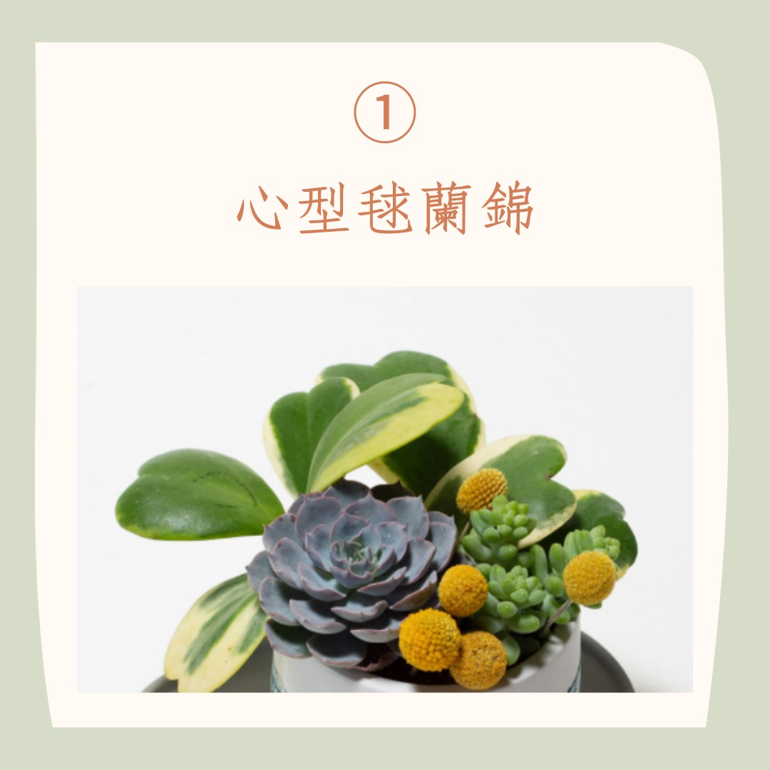 5種招桃花多肉植物推薦（succuland官網；01製圖）