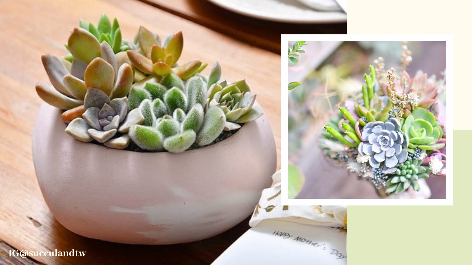 5種招桃花多肉植物推薦心型花瓣藏不住的浪漫治癒單身女的心 5種招桃花多肉植物推薦心型花瓣藏不住的浪漫治癒單身女的心