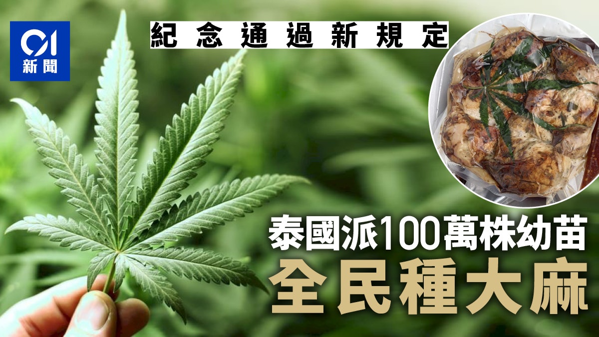 全民種大麻 當普通盆栽來種 泰國有大麻新規百萬株全國免費派 全民種大麻 當普通盆栽來種 泰國有大麻新規百萬株全國免費派