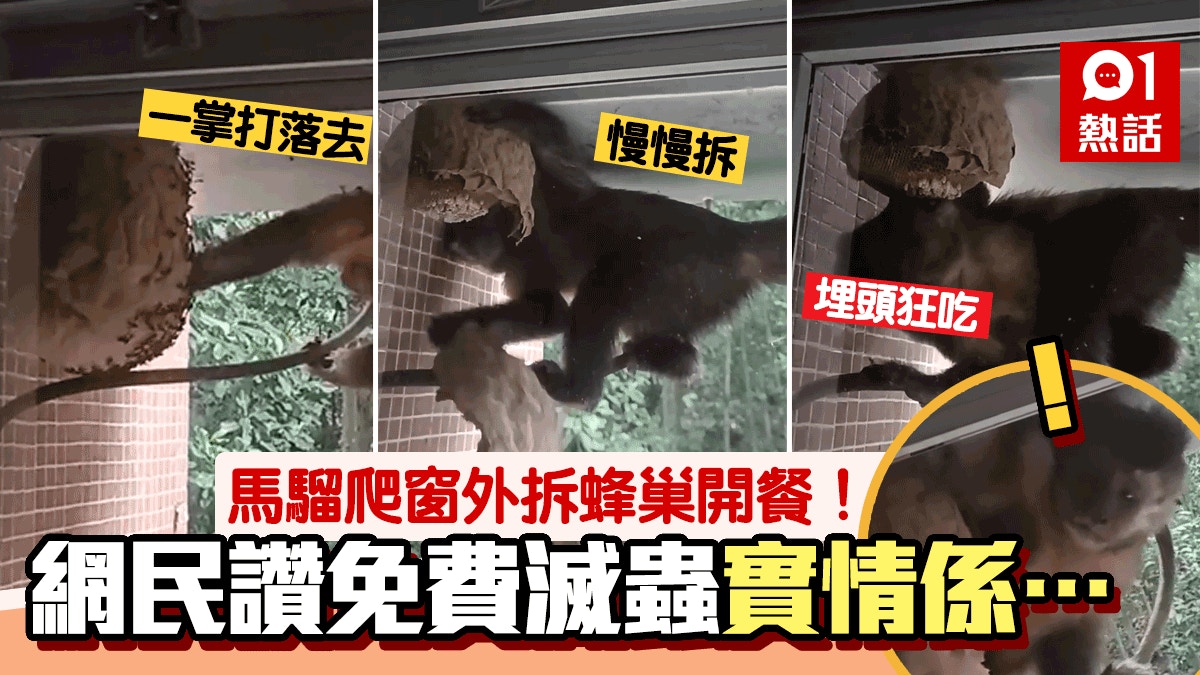 馬騮暴力拆蜂巢「開餐」片瘋傳 網民:快過漁農署 真相原來係咁