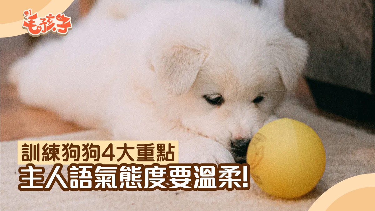 訓練狗狗的4大重點　語氣態度要注意　叫汪星人時要點做先最好？