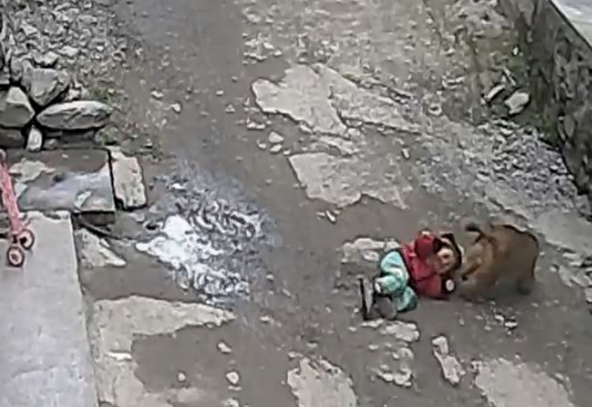 內地發生野猴子當街拖走女童恐怖事件。(影片截圖) 內地發生野猴子當街拖走女童恐怖事件。(影片截圖)