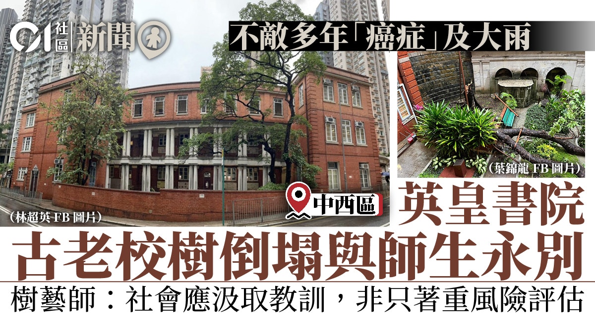英皇書院逾60年無花果樹雨中倒塌樹藝師批現時只注重評估風險
