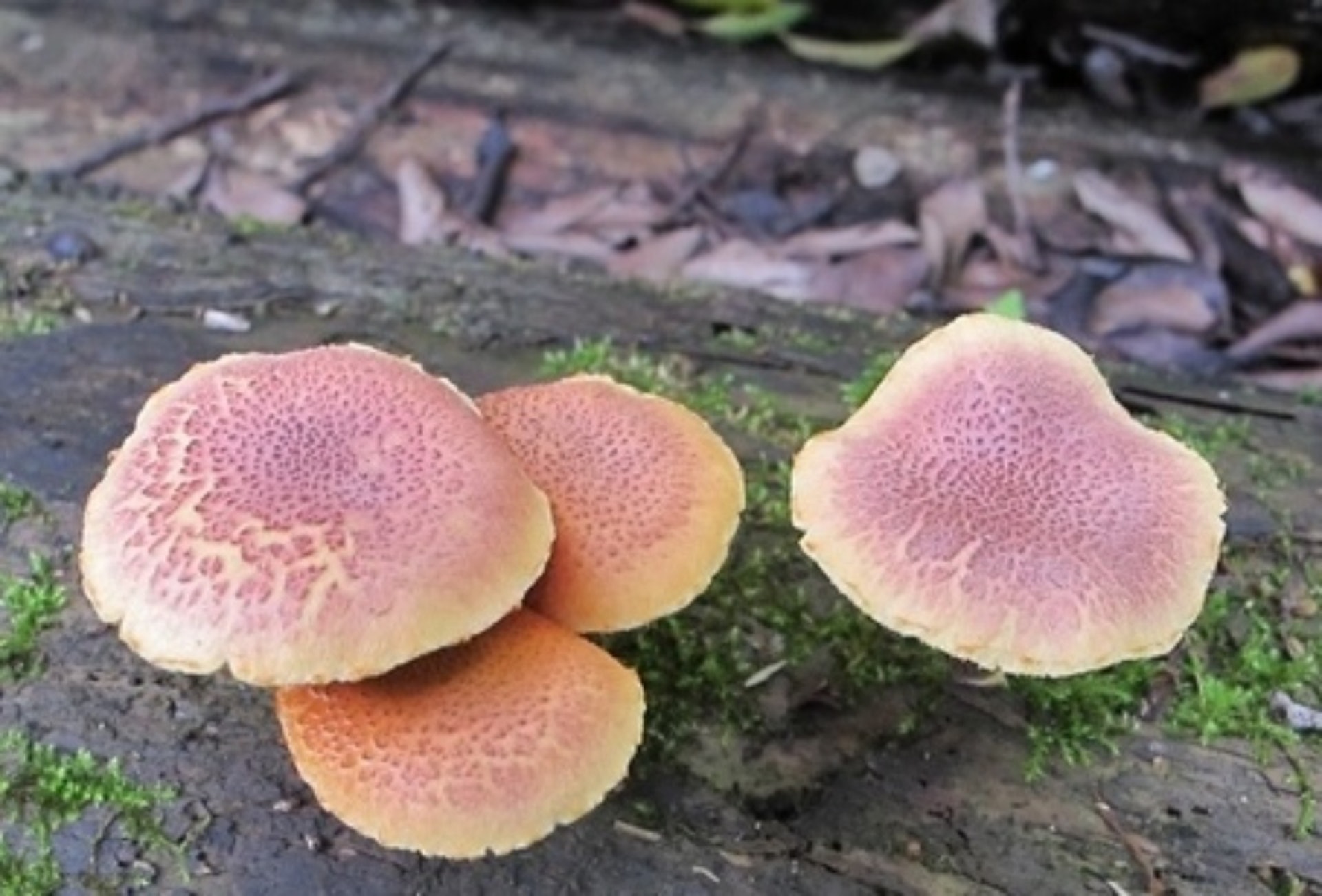 綠褐裸傘:大多生長於木屑或樹樁上,顏色多變。它含有裸蓋菇鹼,會引致強烈幻覺和神經系統症狀。(網上圖片) 綠褐裸傘:大多生長於木屑或樹樁上,顏色多變。它含有裸蓋菇鹼,會引致強烈幻覺和神經系統症狀。(網上圖片)