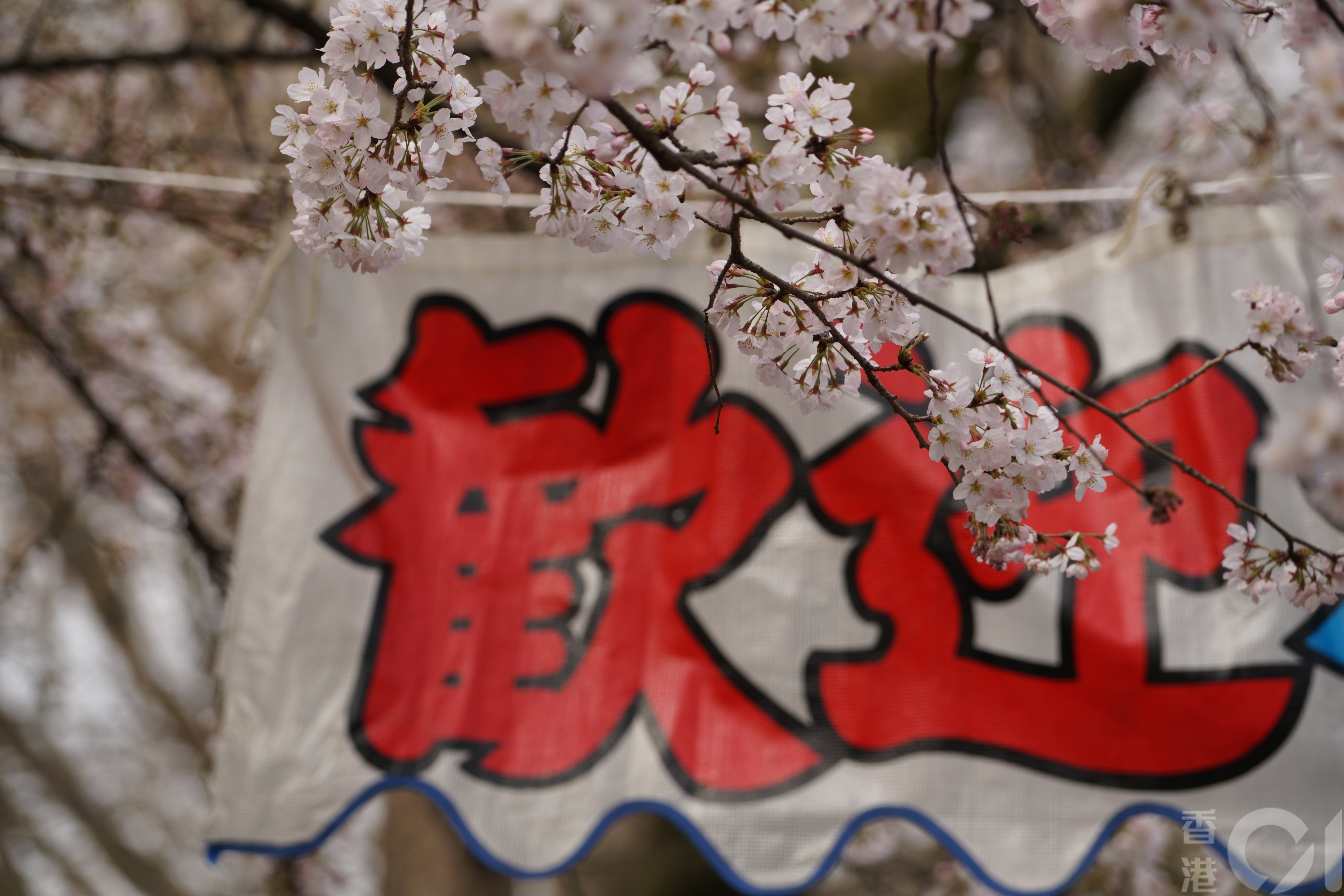 日本5月26日公布6月10日開關，港人遊日須以旅行團形式前往，入境後無需檢疫，也不用出示疫苗接種紀錄。圖為2019年春季櫻花開的東京。(資料圖片/香港01記者攝）