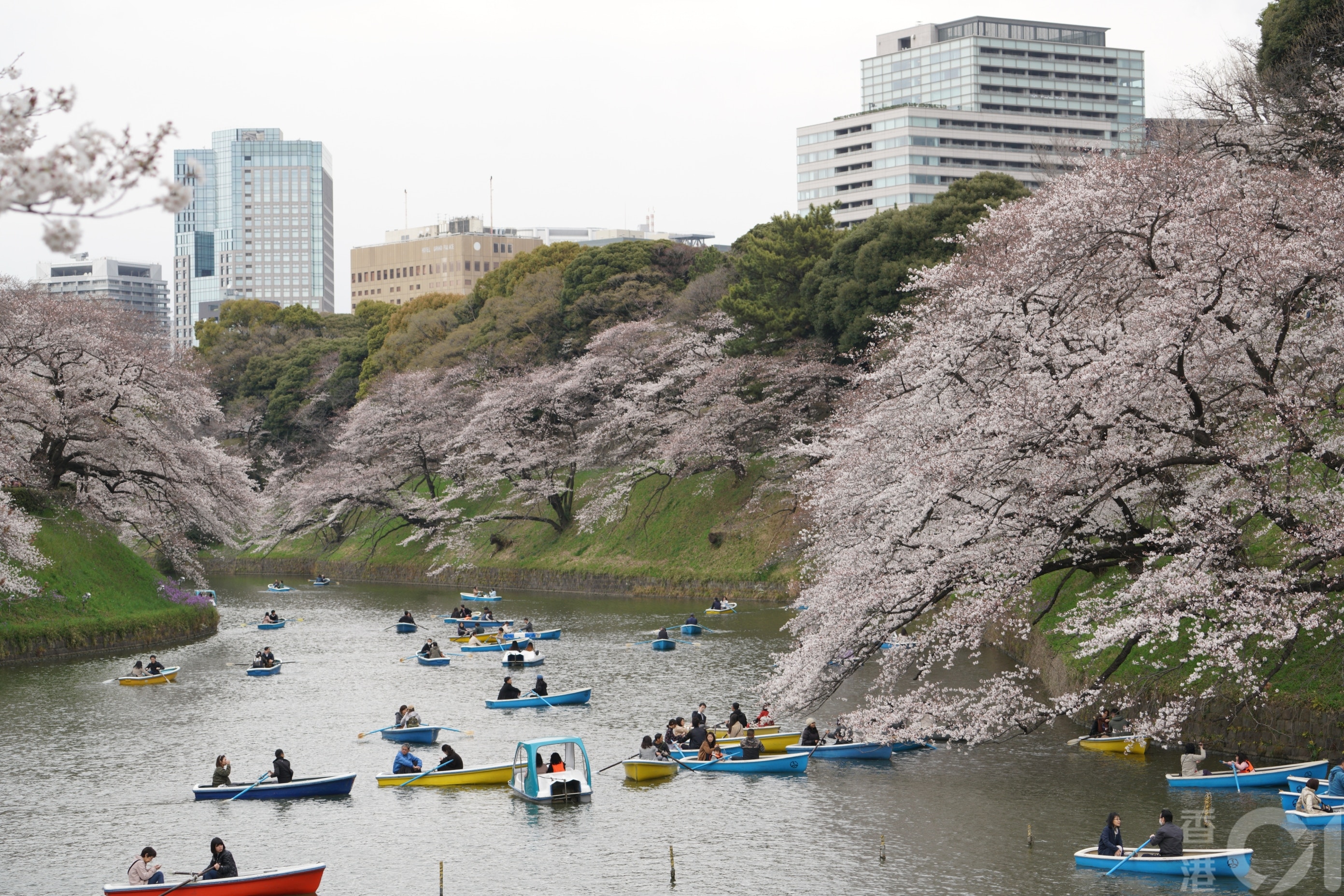 日本5月26日公布6月10日開關，港人遊日須以旅行團形式前往，入境後無需檢疫，也不用出示疫苗接種紀錄。圖為2019年春季櫻花開的東京。(資料圖片/香港01記者攝）