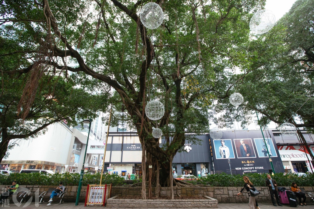 尖沙咀栢麗大道外，種植多棵榕樹，是城中知名景點。(資料圖片)