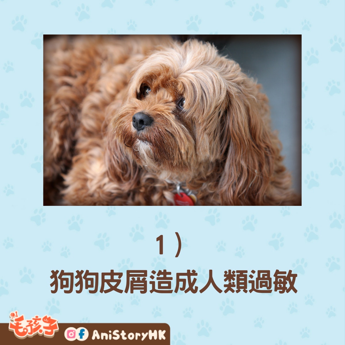 幫狗狗剃毛之後可能會發生的六大問題（01製圖,圖:sandy-millar /unsplash）