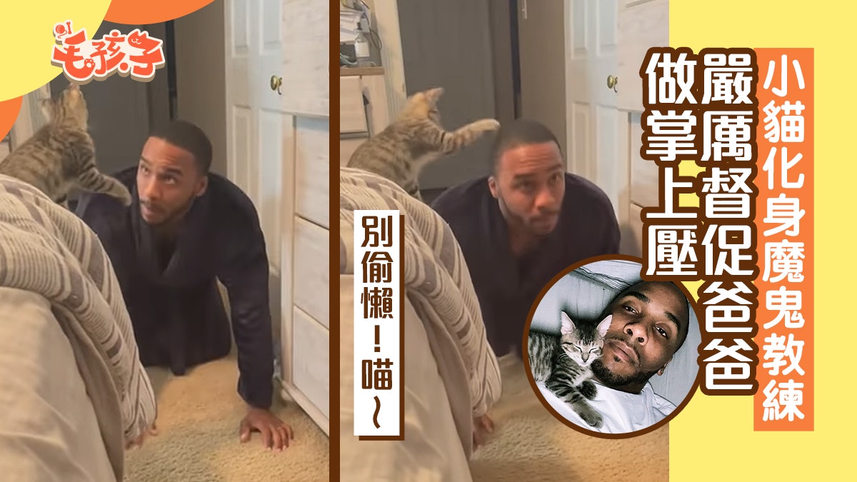 小貓化身魔鬼教練 爸做掌上壓遭「嚴厲督促」 喵:別偷懶繼續 小貓化身魔鬼教練 爸做掌上壓遭「嚴厲督促」 喵:別偷懶繼續