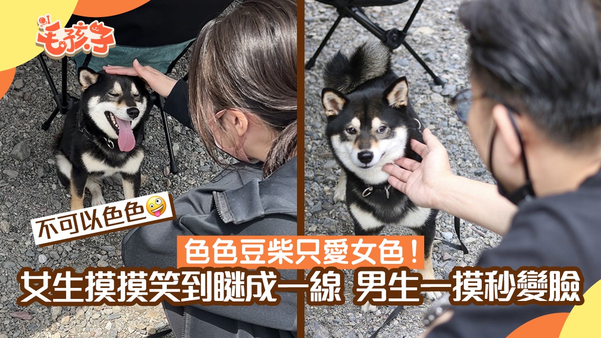 色色豆柴重女輕男剛剛還瞇眼開飛機耳男生一靠近 秒變臭臉 色色豆柴重女輕男剛剛還瞇眼開飛機耳男生一靠近 秒變臭臉