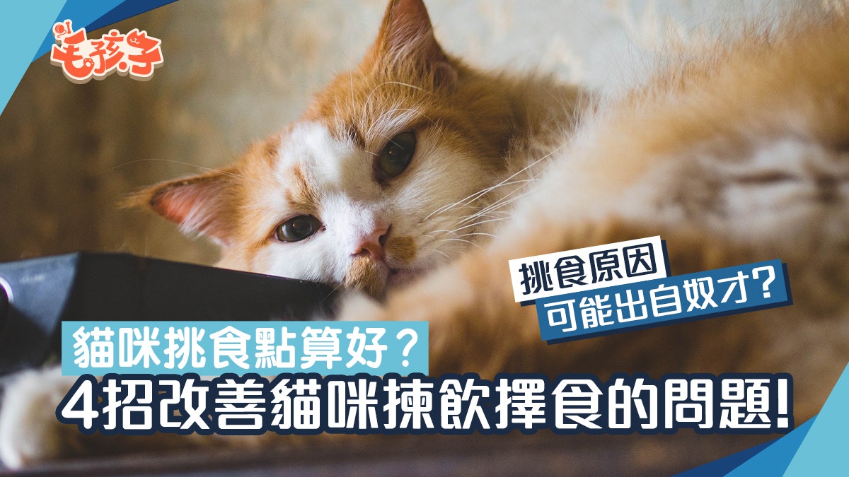 3大原因導致貓咪挑食不吃飯 問題可能出自奴才 4招即搞定挑嘴貓 3大原因導致貓咪挑食不吃飯 問題可能出自奴才 4招即搞定挑嘴貓