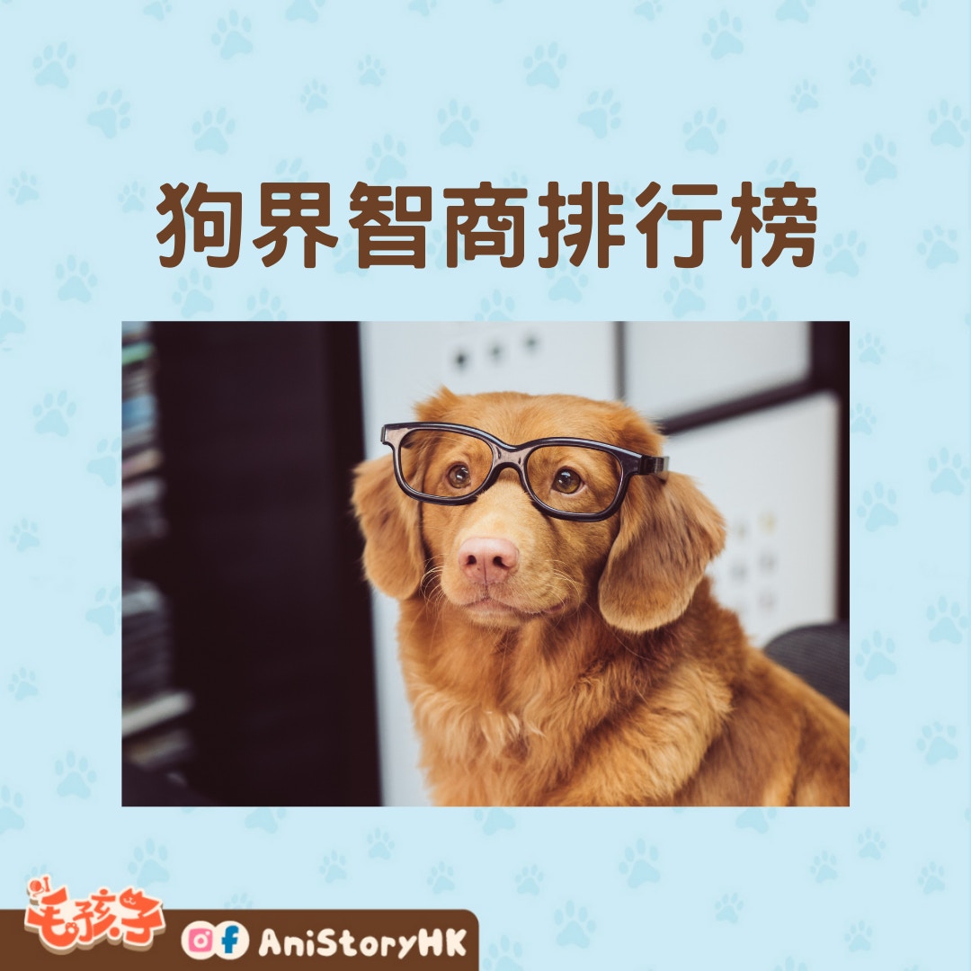 狗界智商排行榜（01製圖,圖: Jamie Street/unsplash）