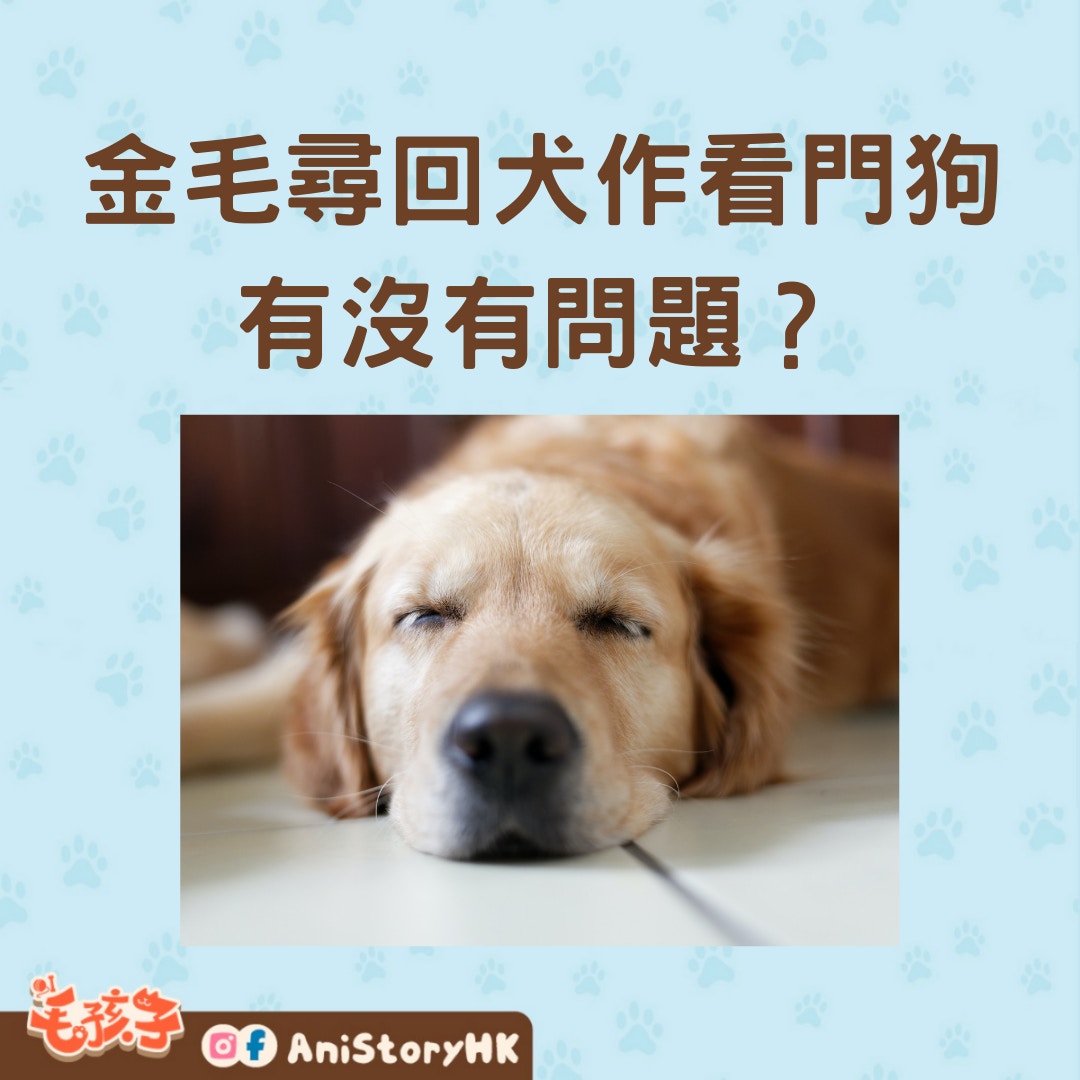 金毛尋回犬作看門狗有沒有問題？（01製圖,圖:REGINE THOLEN /unsplash）